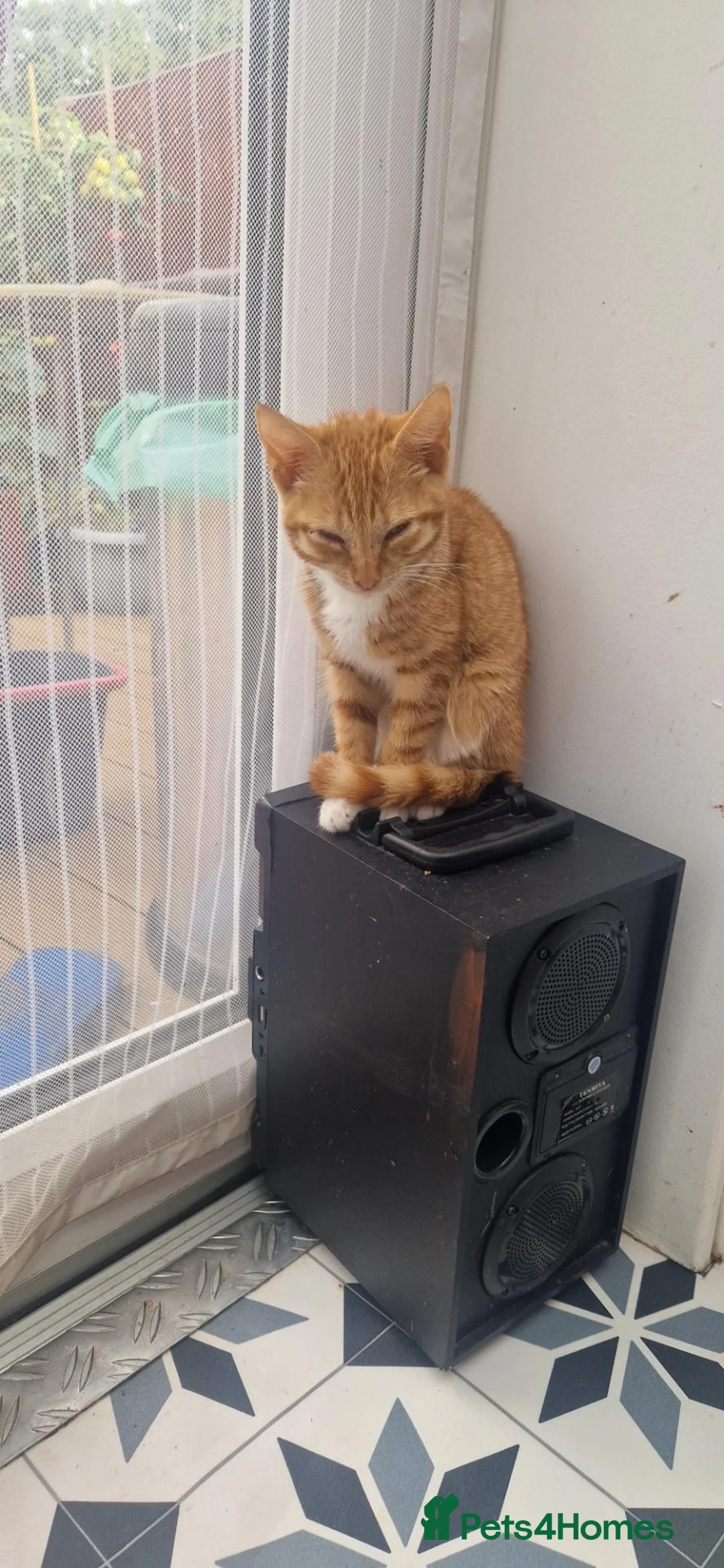 Mixed Breed cats for sale: 6 little kitens(2 boys and 4 girls) - Advert 1