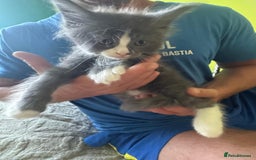 Maine Coon cats for sale: Gorgeous maine coon kittens  - Image 8