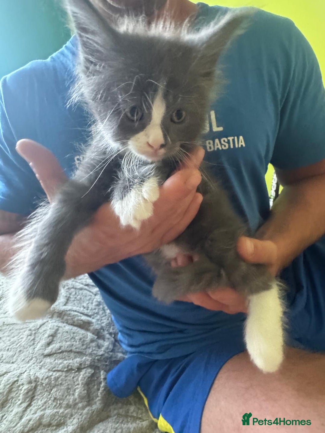Maine Coon cats for sale: Gorgeous maine coon kittens  - Image 8