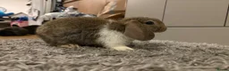 Mini Lop rabbits for sale: Beautiful mini lops for sale - Advert 7