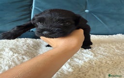 Miniature Schnauzer dogs for sale: Beautiful litter of Miniature Shnauzers  - Image 19