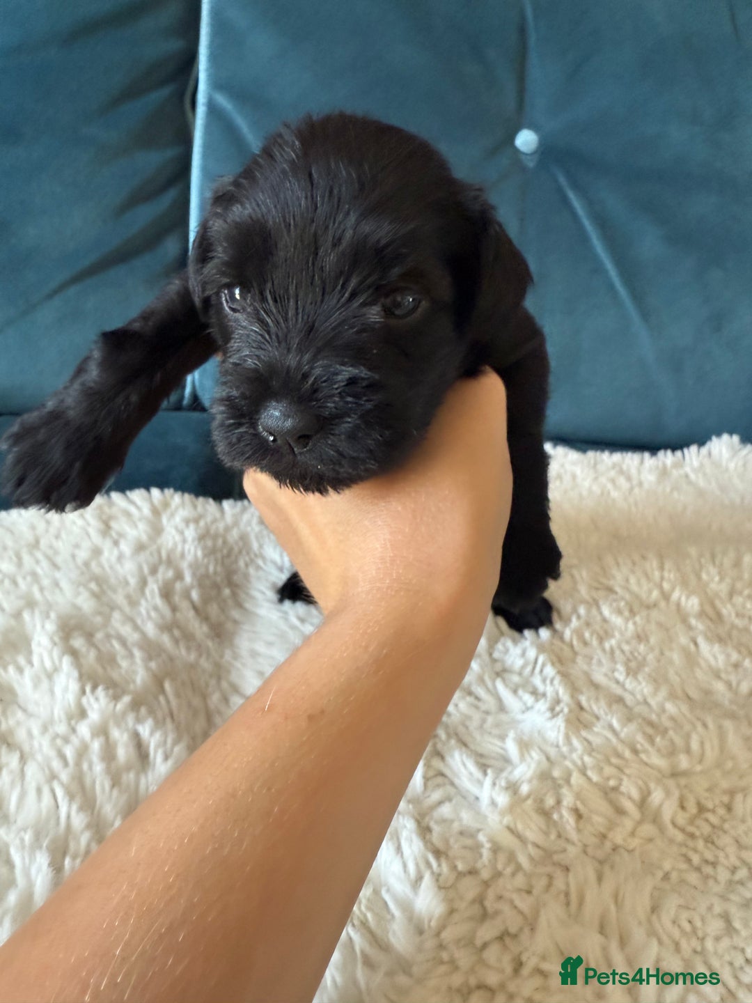 Miniature Schnauzer dogs for sale: Beautiful litter of Miniature Shnauzers  - Image 19
