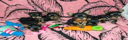 Yorkshire Terrier dogs for sale: Beautiful Yorkies for sale - Advert 8