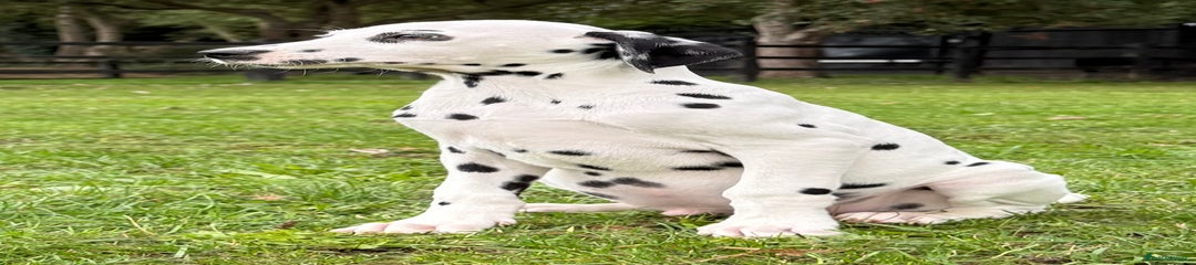 Big black spot boy 