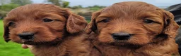 Labradoodle dogs for sale: Possibly The darkest fox red labradoodles in Alnwick - Advert 8