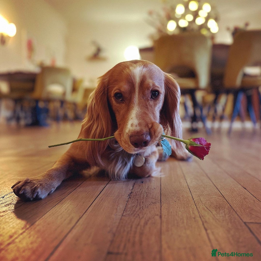 Cocker Spaniel dogs for stud: Working Gun Dog Stud  - Advert 17