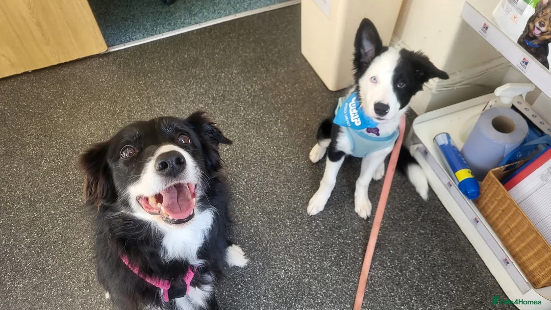 Border Collie dogs for sale: Callie needs a new home  - Advert 11