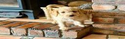 Labradoodle dogs for sale: Miniature Labradoodles frm licensed Exp breeder - Advert 6