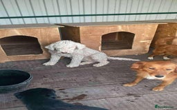 Lagotto Romagnolo dogs for adoption: Lottie - Image 2