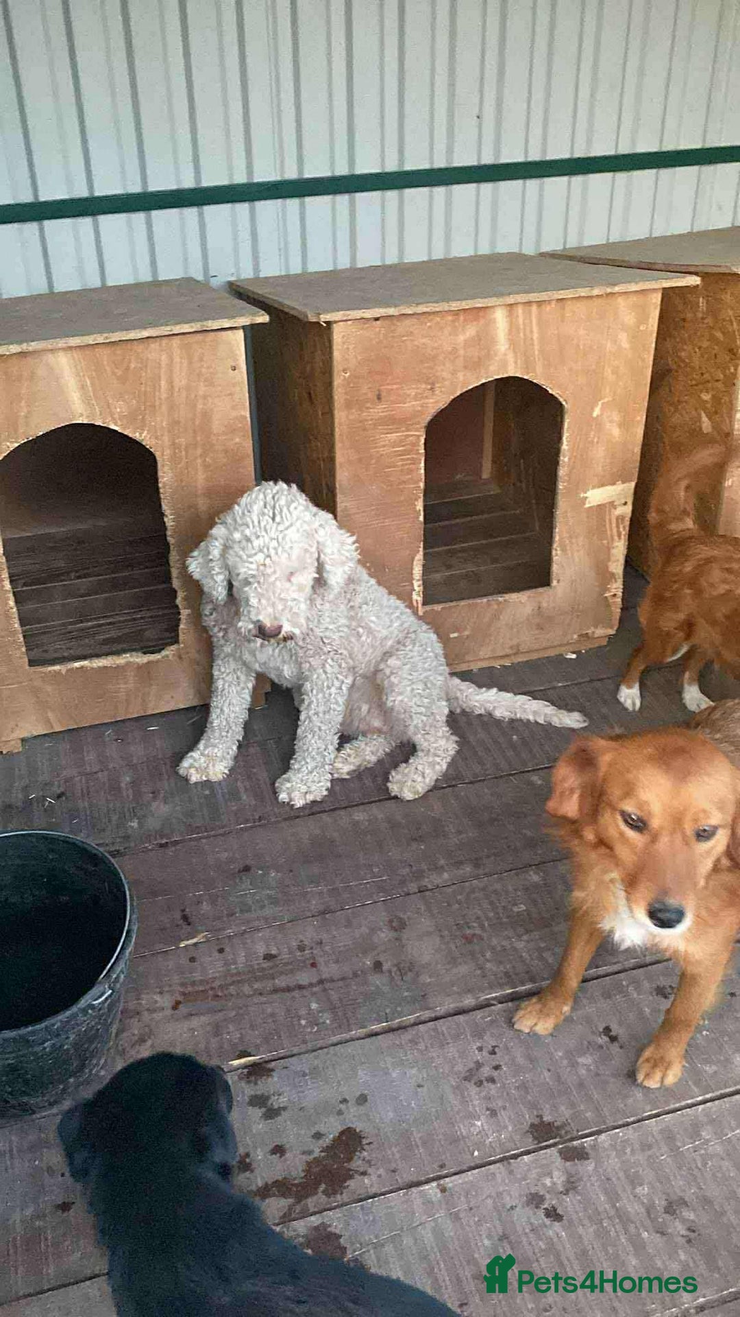 Lagotto Romagnolo dogs for adoption: Lottie - Image 2