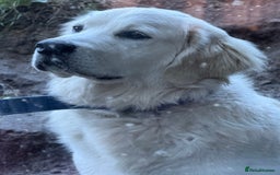 Golden Retriever dogs for sale: Chunky, Polar bear white KC golden retriever boy - Image 2