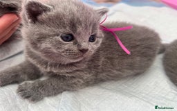 British Shorthair cats for sale: Blue British shorthair  - Image 23
