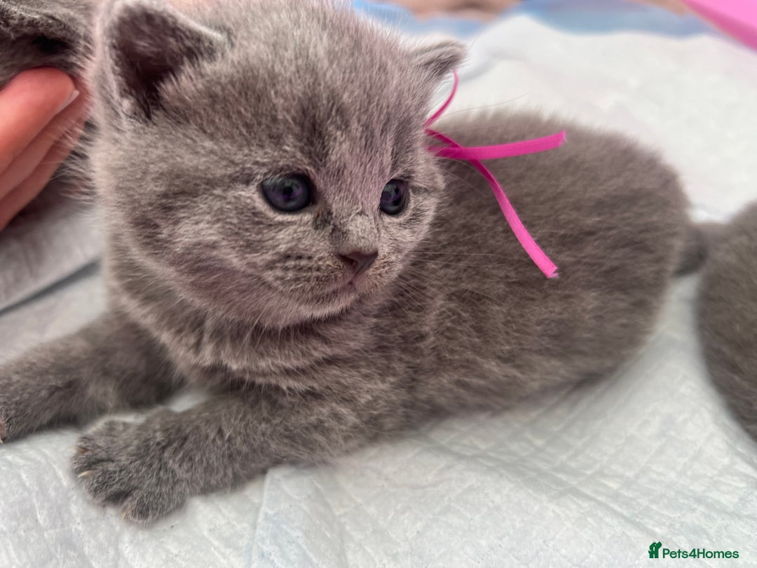 British Shorthair cats for sale: Blue British shorthair  - Image 23