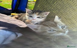 Mixed Breed cats for sale: 3 cute kittens ready for new home - Image 12
