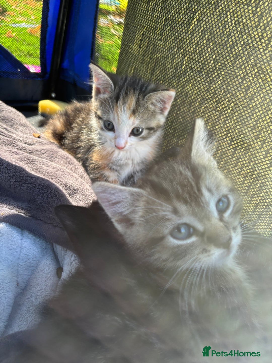 Mixed Breed cats for sale: 3 cute kittens ready for new home - Image 12