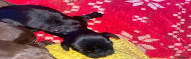 Cocker Spaniel 4