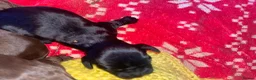 Cocker Spaniel dogs for sale: beautiful cockerspaniel puppies - Advert 7