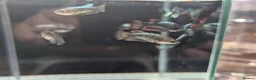 Bettas fish for sale: Bettas (Rare) - Advert 11