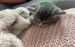 Mixed Breed cats for sale: 2 gorgeous grey kittens - Image 2