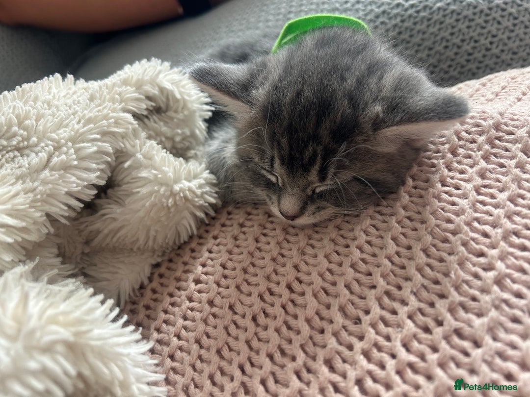 Mixed Breed cats for sale: 2 gorgeous grey kittens - Image 2