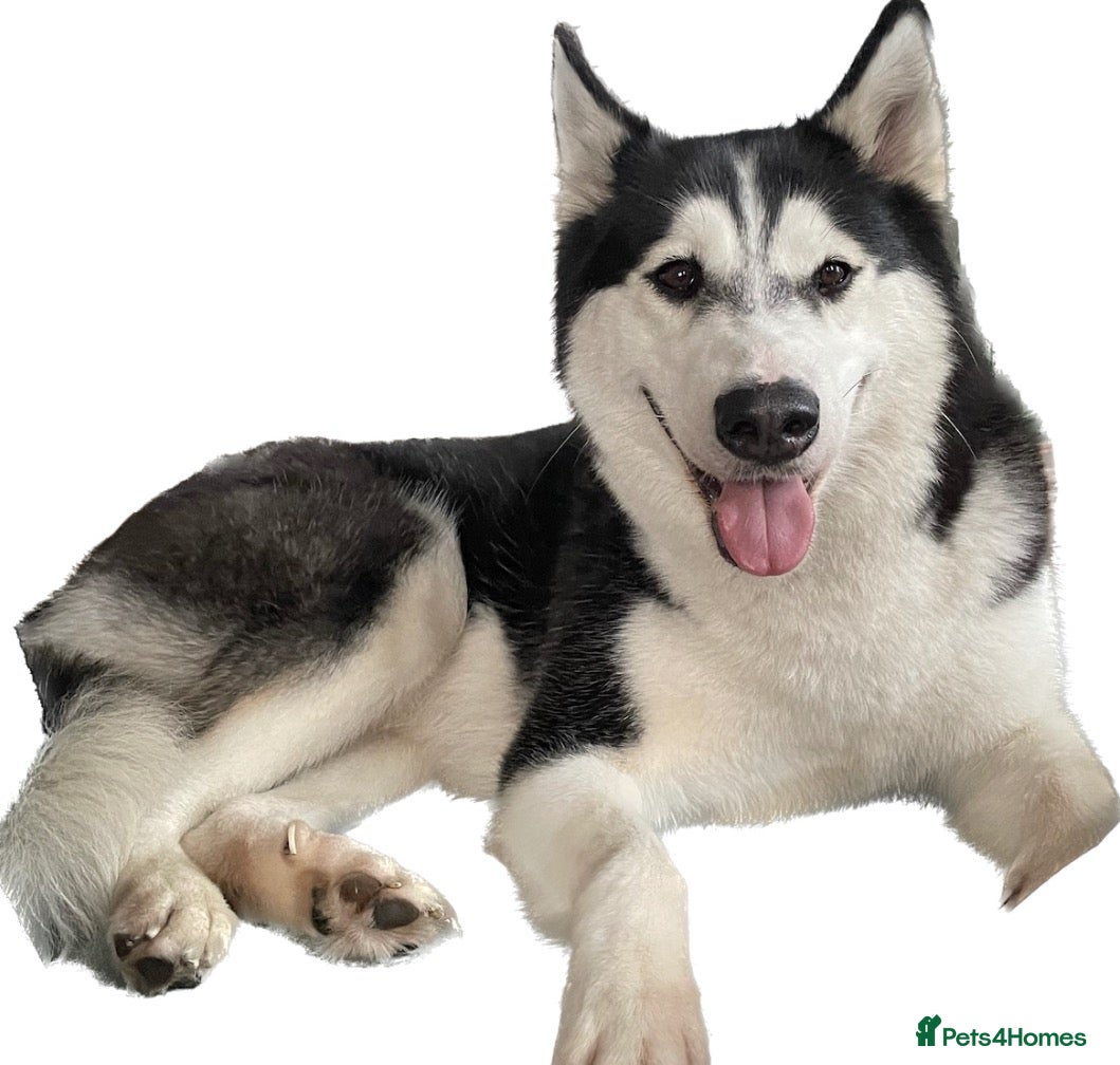 Siberian Husky dogs Siberian Husky for sale  - Advert 1