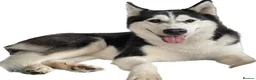Siberian Husky dogs for sale: Siberian Husky for sale  in Braintree - Advert 1