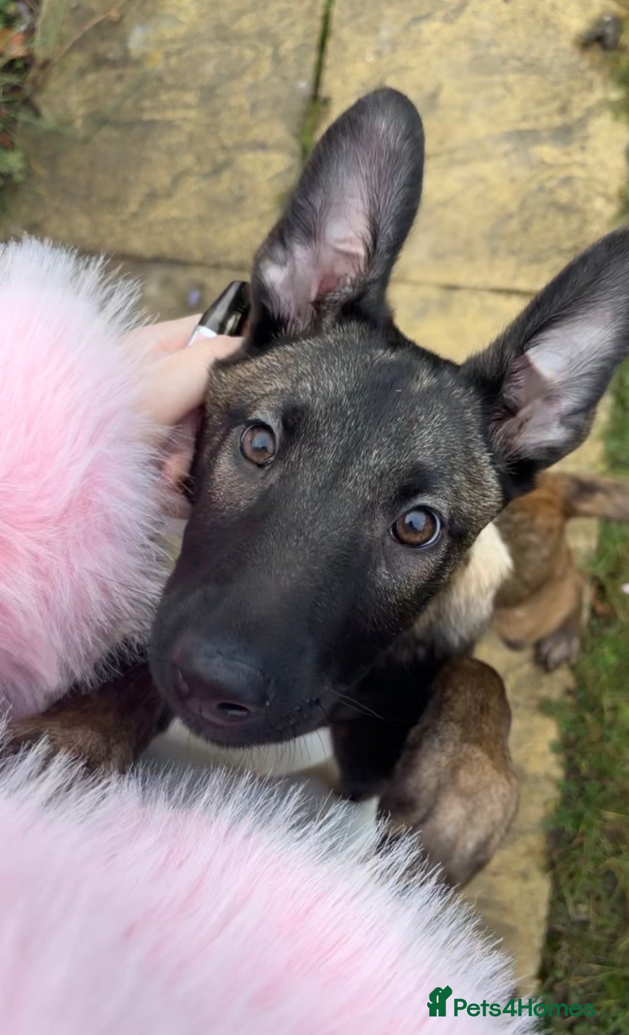 Belgian Shepherd Dog dogs Belgian Malinos puppy - Advert 6