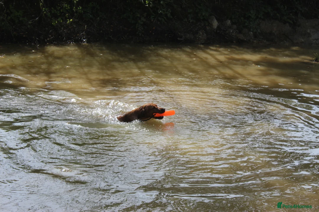 Labrador Retriever dogs for stud: Extensively Health Tested Fox Red Labrador Stud in Totnes - Advert 9