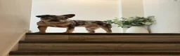 French Bulldog dogs for sale: Fluffy French bulldogs - Advert 3