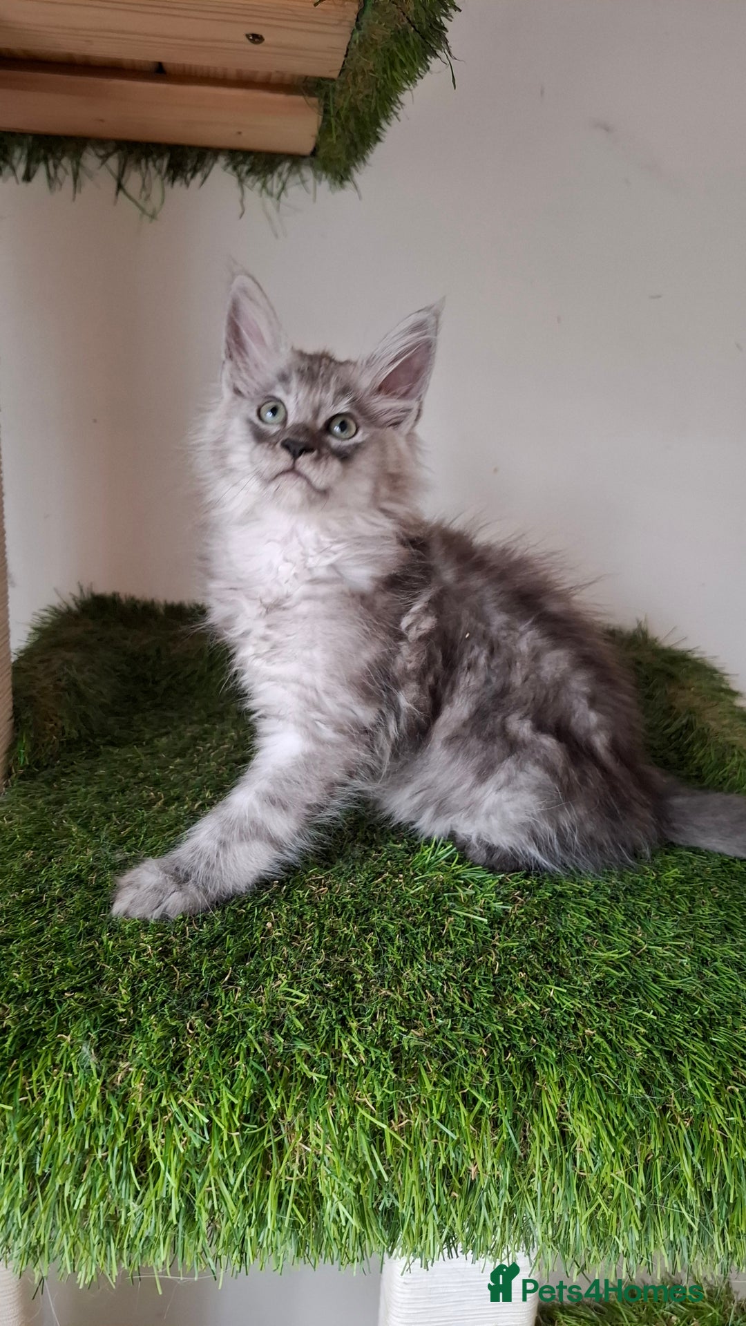 Maine Coon cats for sale: Pedigree Maine Coon kittens  - Image 10