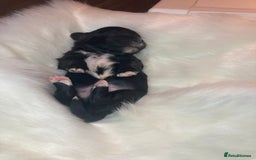 Shihpoo dogs for sale: 5 star rated Toy shihpoo puppies - Image 7