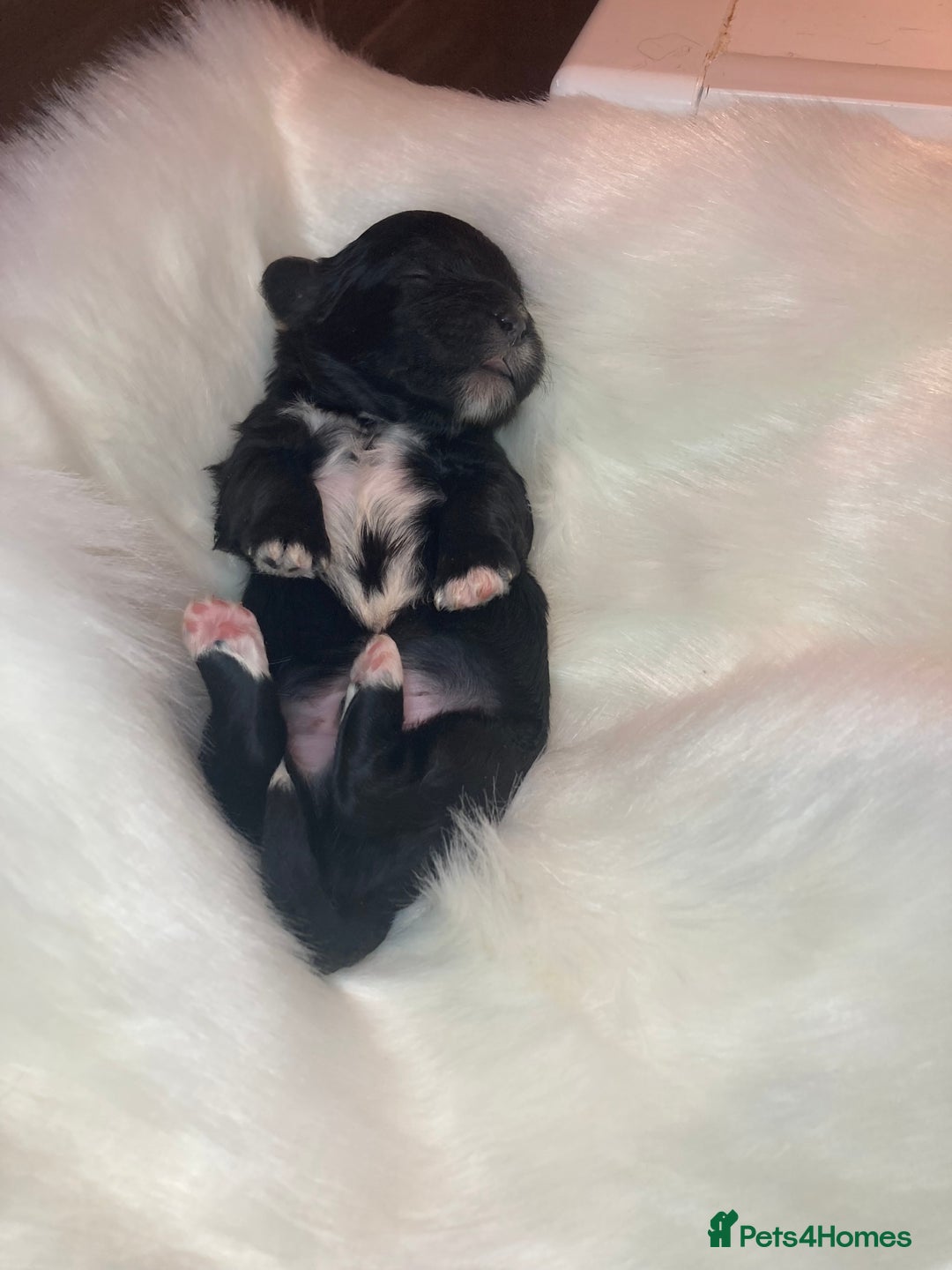 Shihpoo dogs for sale: 5 star rated Toy shihpoo puppies - Image 7
