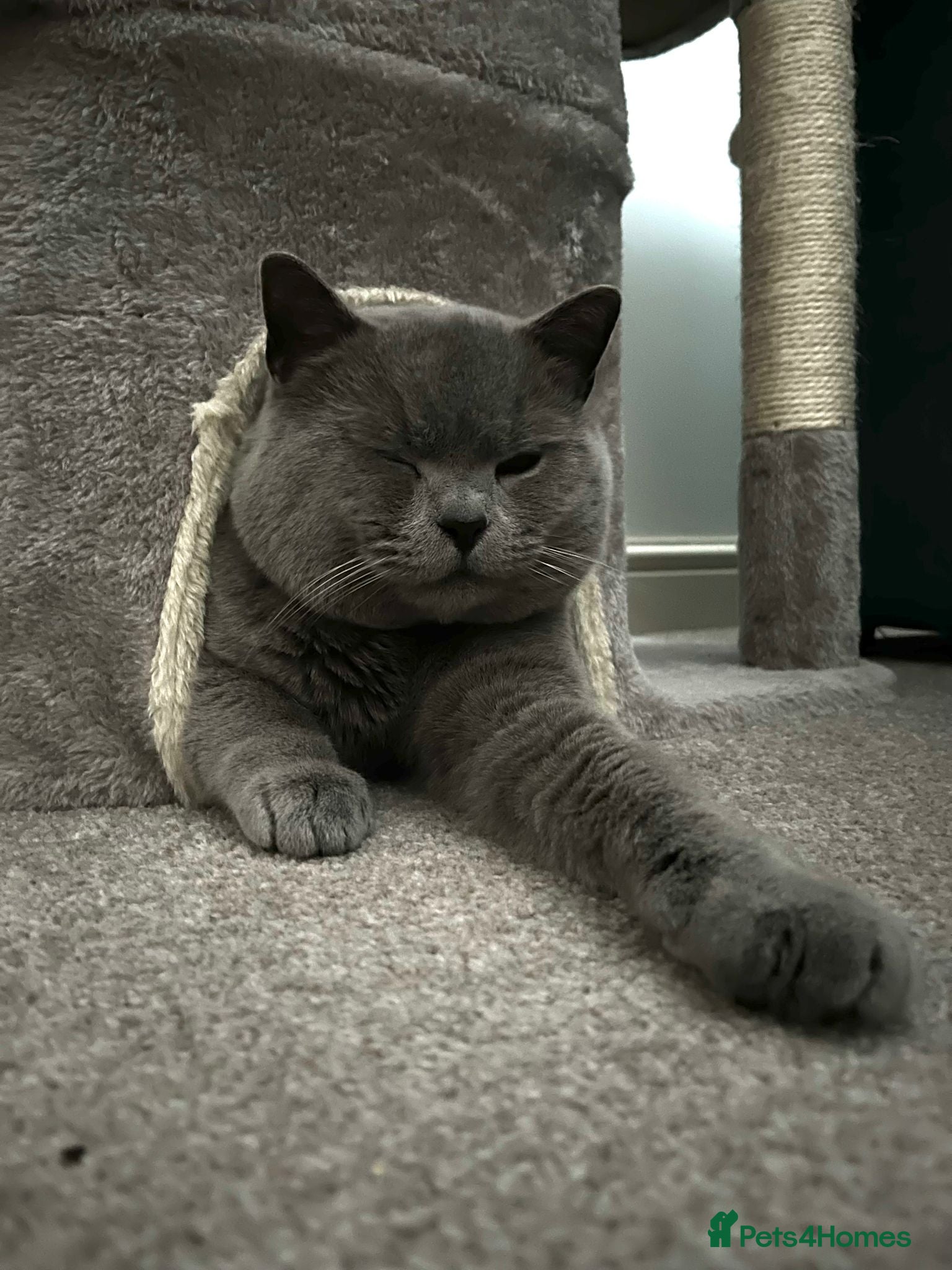 British Shorthair cats Beautiful boy - Advert 17