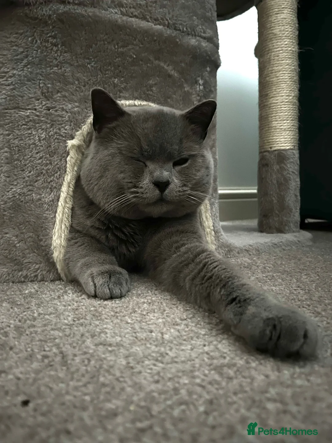 British Shorthair cats for stud: Beautiful boy - Advert 1