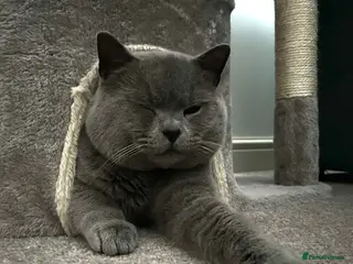 British Shorthair cats Beautiful boy - Advert 17