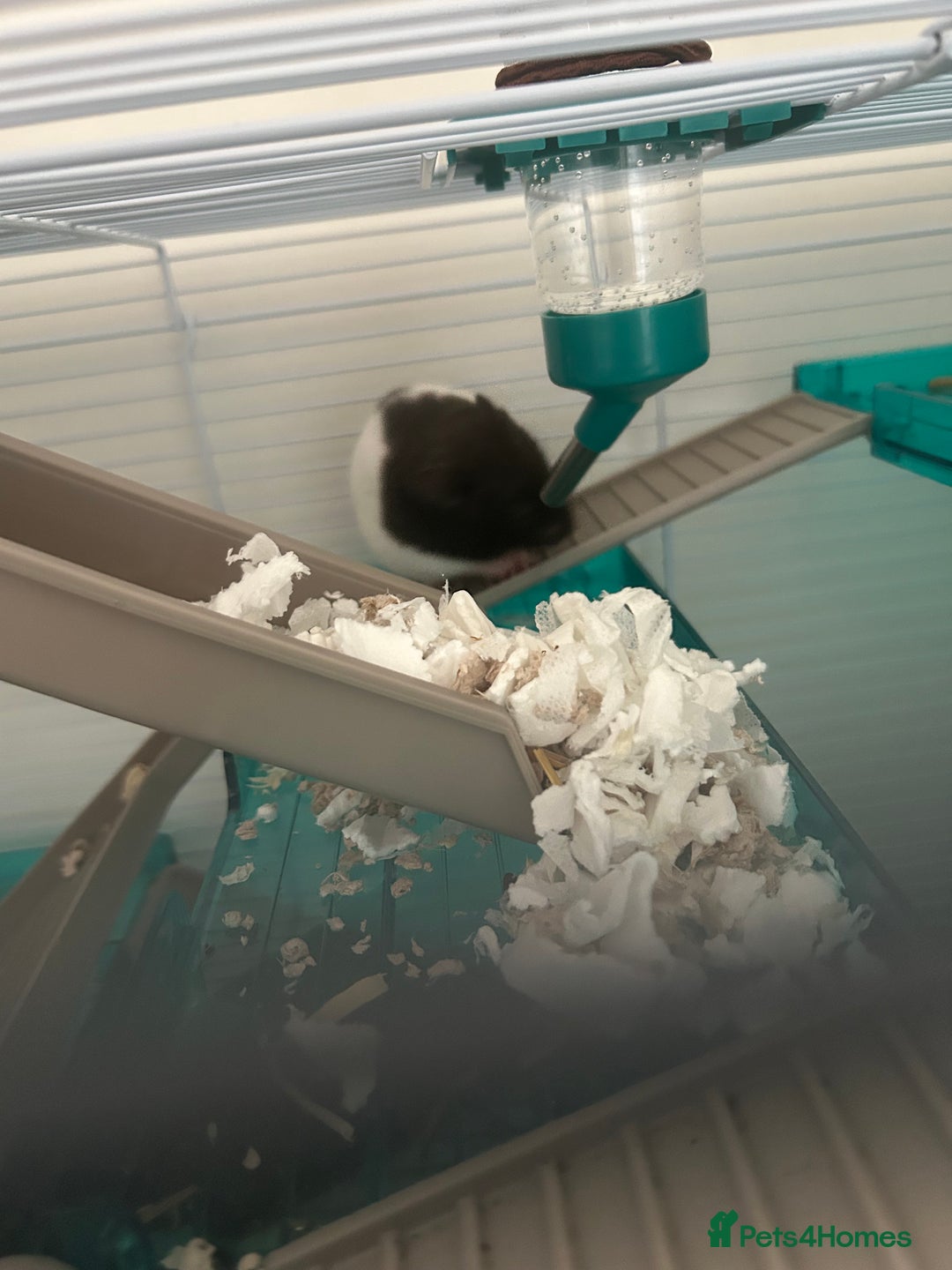 Hamster rodents for sale: Male Syrian hamster - Image 2