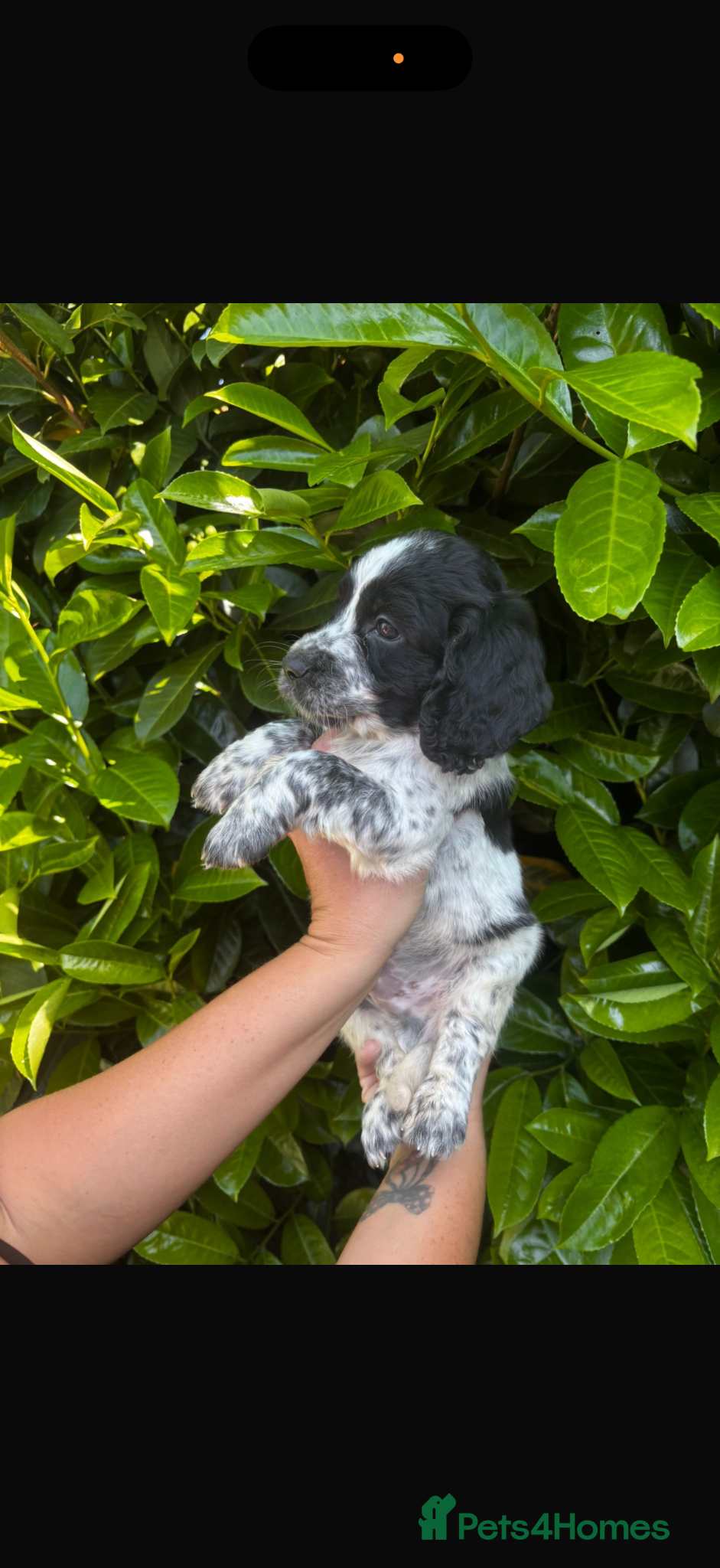 Mixed Breed dogs Sproodle Puppys for sale  - Advert 2