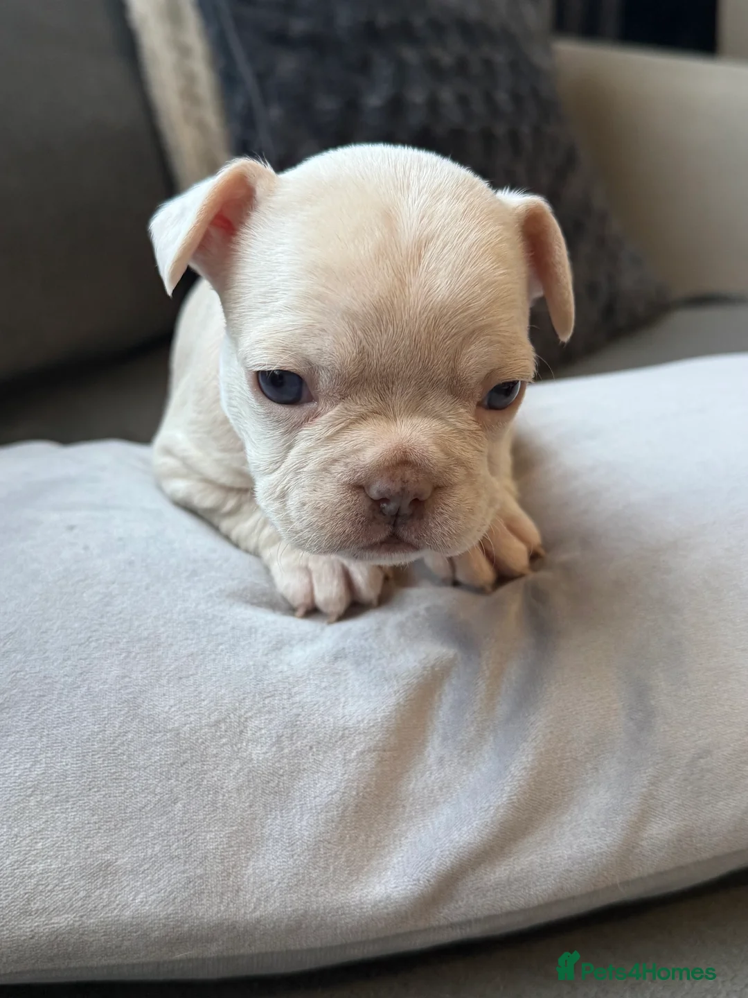 French Bulldog dogs for sale: Vaccine and Micro Chipped French Bulldog Puppies - Advert 27