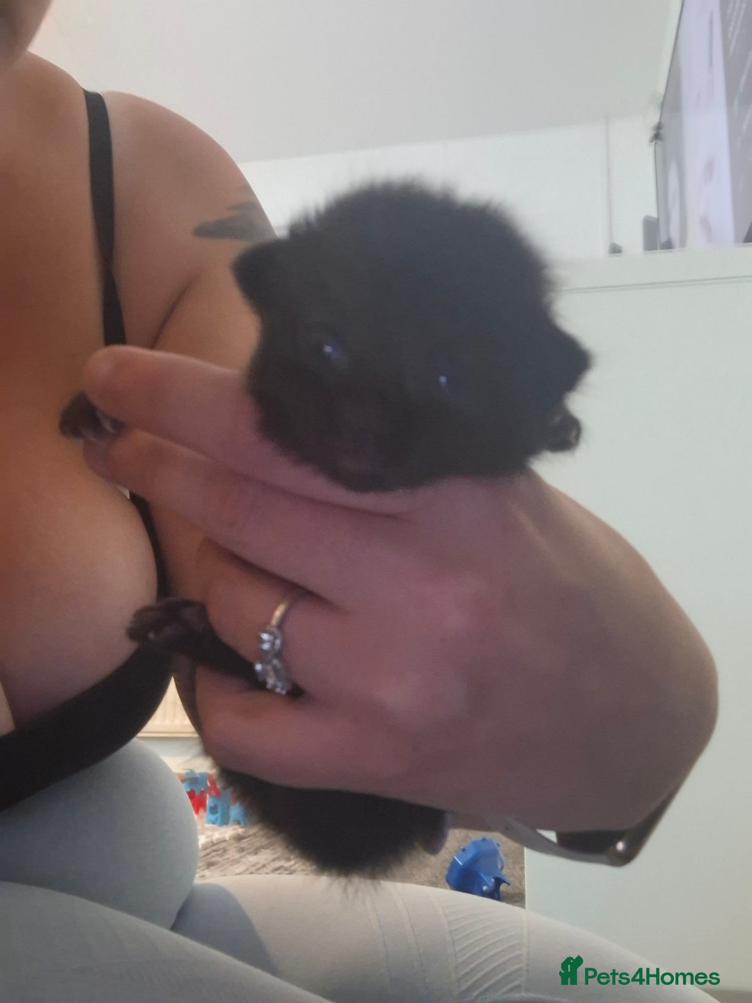Mixed Breed cats for sale: 2 female kittens - Image 3