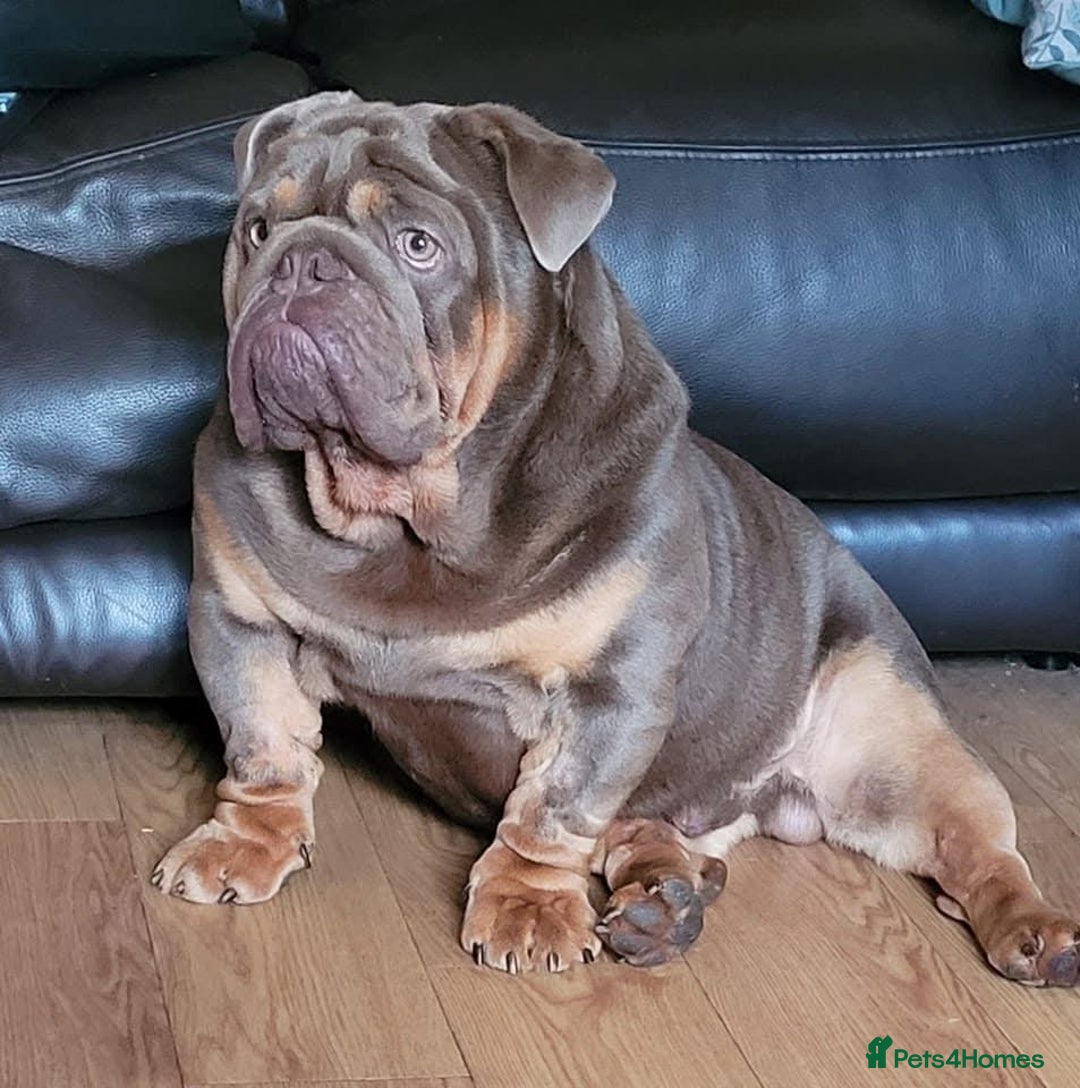 English Bulldog dogs for sale: Outstanding English bulldogs  - Image 27
