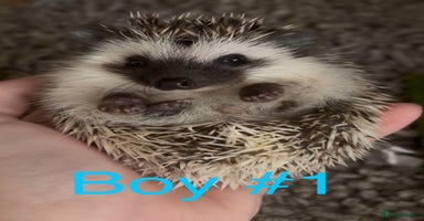 Pygmy Hedgehog rodents - Advert 14