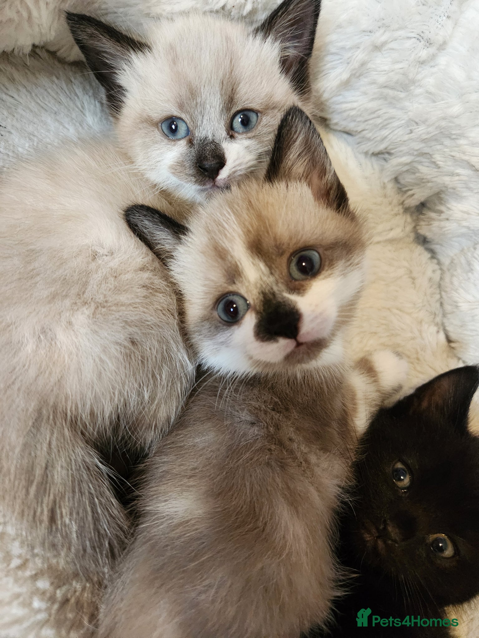 Mixed Breed cats 2 beautiful kittens  - Advert 5