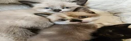 Mixed Breed cats for sale: 2 beautiful kittens  - Advert 1