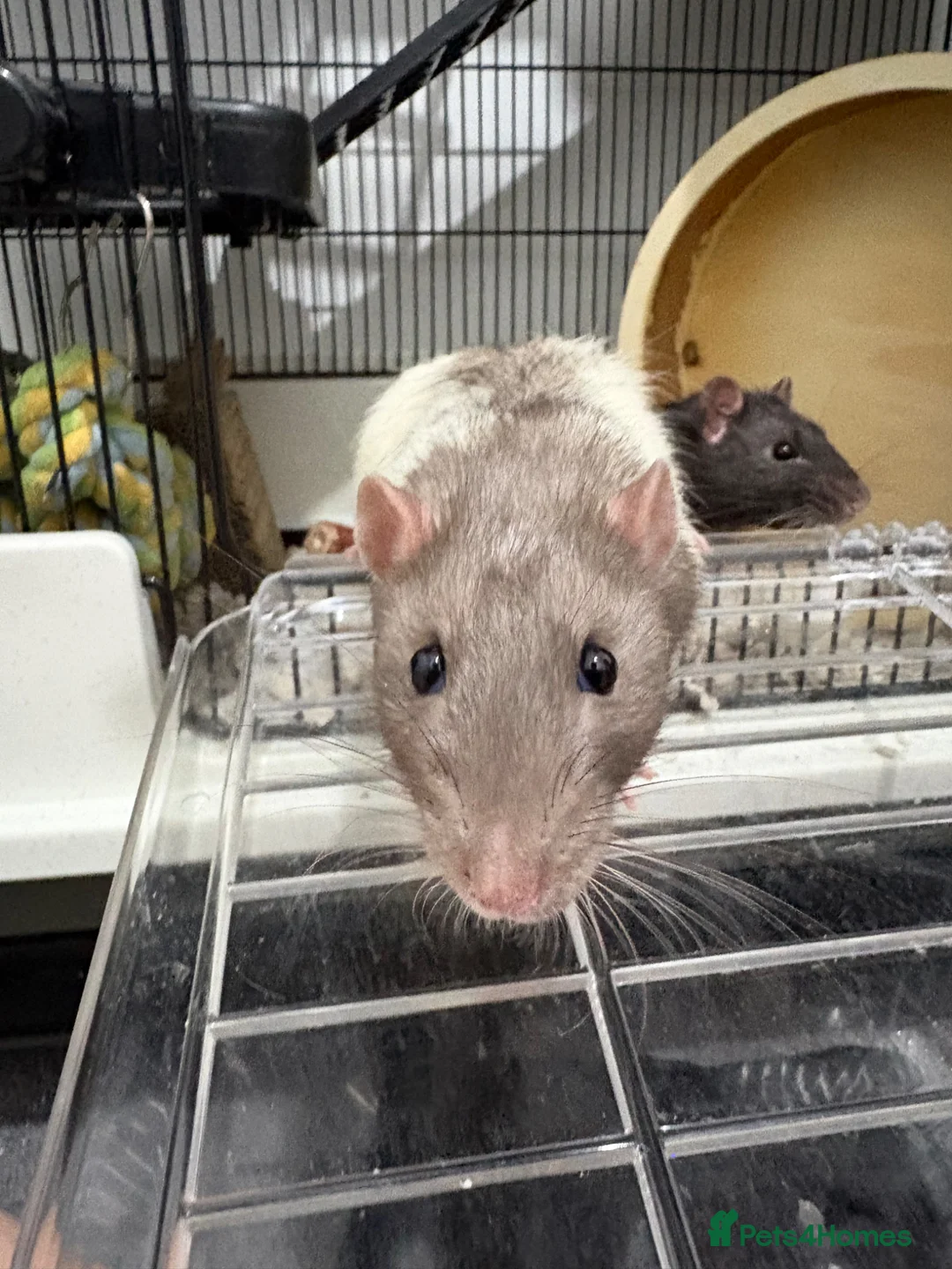 Rat rodents for sale: 3 male rat  - Advert 6