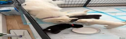 Siberian Husky dogs for sale: Siberian husky puppies - Advert 2