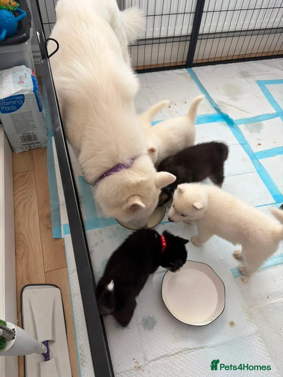 Siberian Husky dogs for sale: Siberian husky puppies - Advert 2