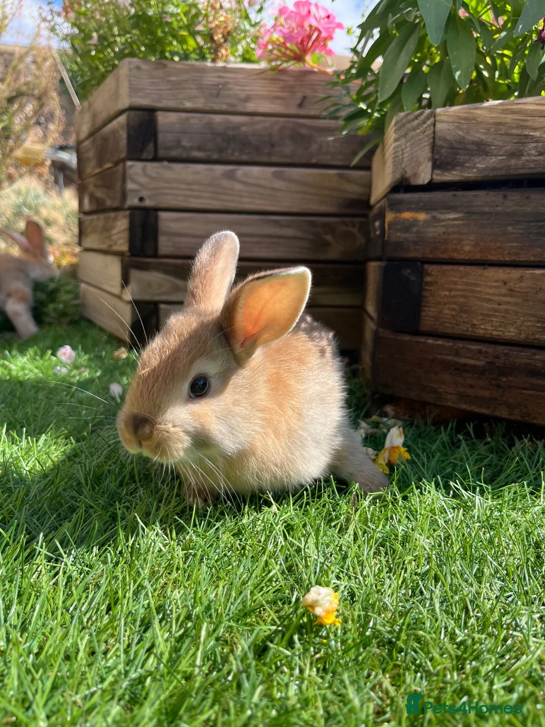 Mini Lop rabbits for sale: Beautiful Mini Lops - Advert 2