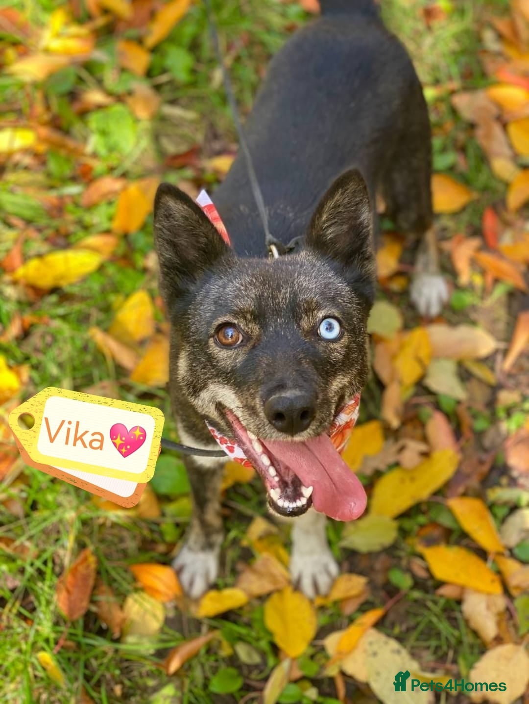 Mixed Breed dogs for adoption: ❤️VIKA – A Gentle Soul with Eyes of Two Worlds❤️ - Advert 17