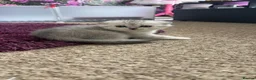 Scottish Fold cats for sale: 🐾 4 Beautiful Scottish Fold Boys 🐾 - Advert 5