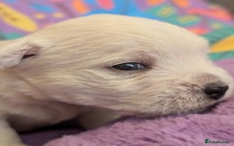 West Highland Terrier dogs for sale: Lovely westies puppies from excellent show linage - Image 5